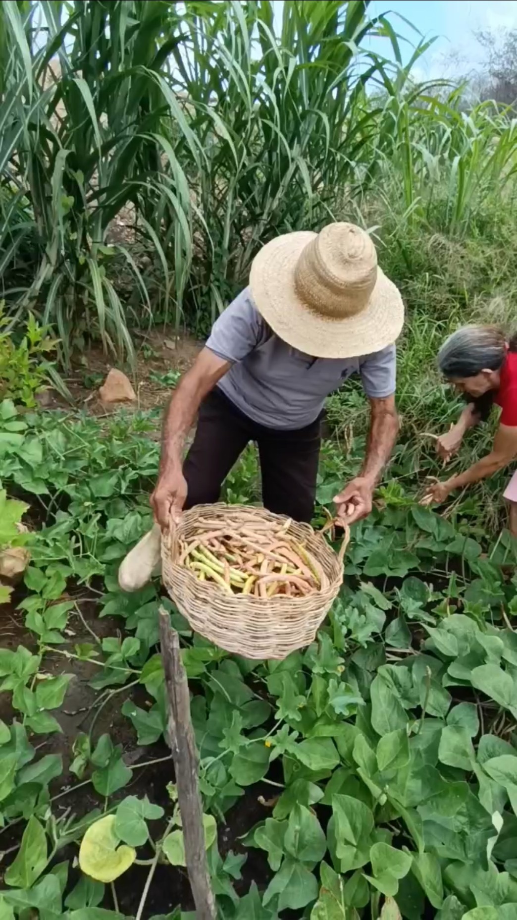 Colhendo Feijão de Corda pra Fazer Baião de Dois com Feijão Maduro #caipira #vidanaroça #agricultur